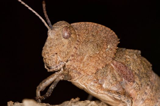 Close up view of a toad grasshopper on a piece of wood.