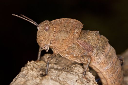 Close up view of a toad grasshopper on a piece of wood.