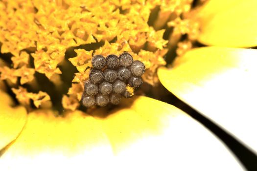 Close up view of a cluster of butterfly eggs on a daisy flower.