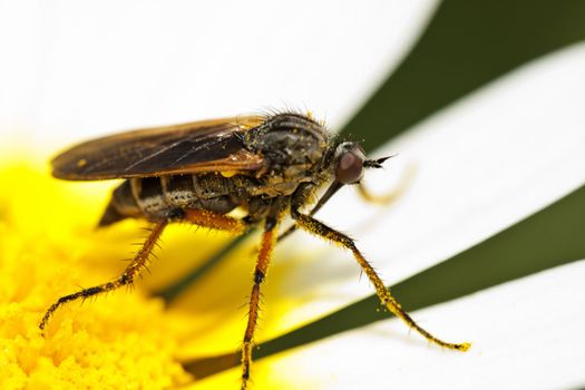 Close up view of the Balloon Fly (Empis tessellata) insect.