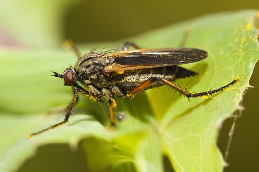 Close up view of the Balloon Fly (Empis tessellata) insect.