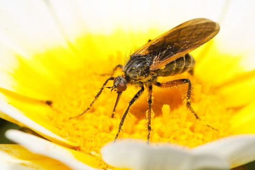 Close up view of the Balloon Fly (Empis tessellata) insect.