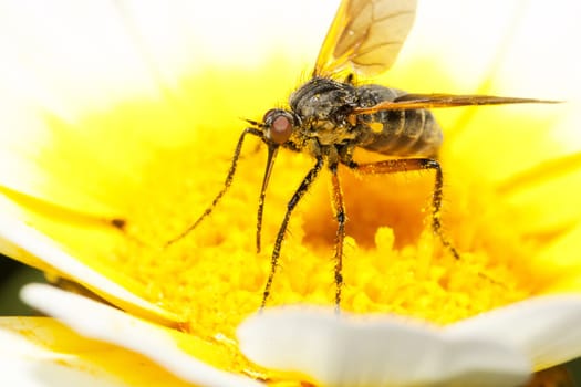 Close up view of the Balloon Fly (Empis tessellata) insect.