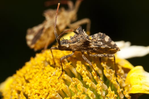 Close up view of a Centrocoris variegatus insect.