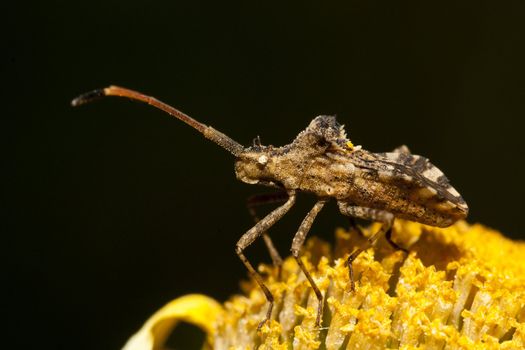 Close up view of a Centrocoris variegatus insect.