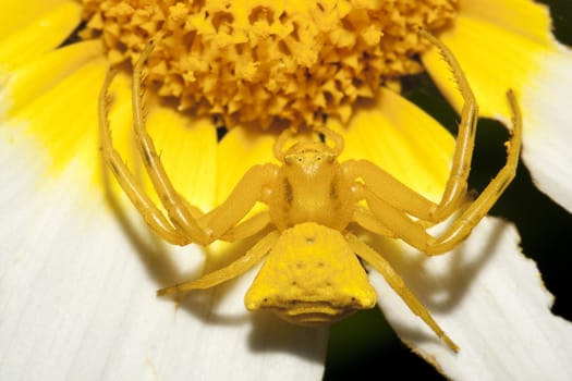 Close up view of a Yellow crab spider (Thomisus onustus).