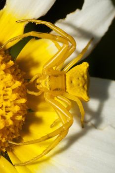 Close up view of a Yellow crab spider (Thomisus onustus).