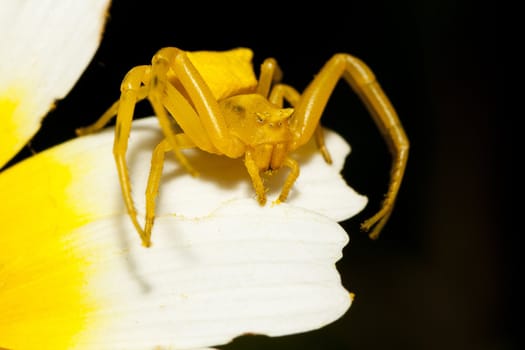 Close up view of a Yellow crab spider (Thomisus onustus).