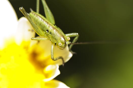 Close up view of a Katydid (Odontura glabricauda), male nymph.