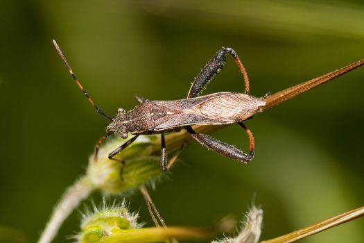 Close up view of a Camptopus lateralis bug.