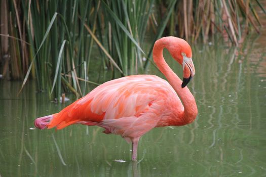 pink flamingo in the water and grass green