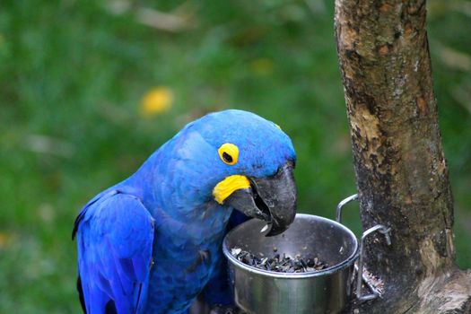 parrot hyacinthe blue and yellow