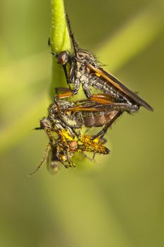 Close up view of a Robber Flies hanging from a plant.