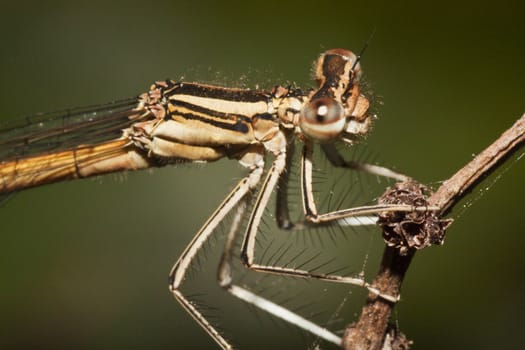 Close up view of a beautiful Damselfly insect on a plant.