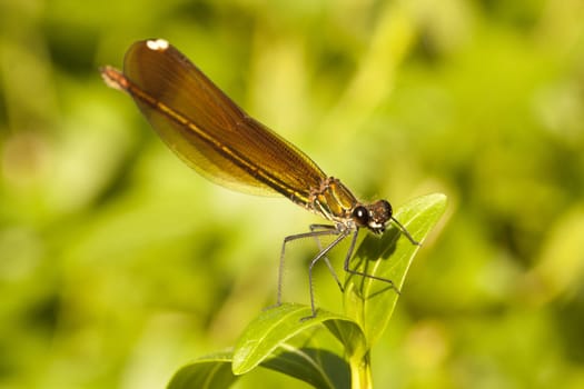 Close up view of a beautiful Copper Demoiselle insect on a plant.