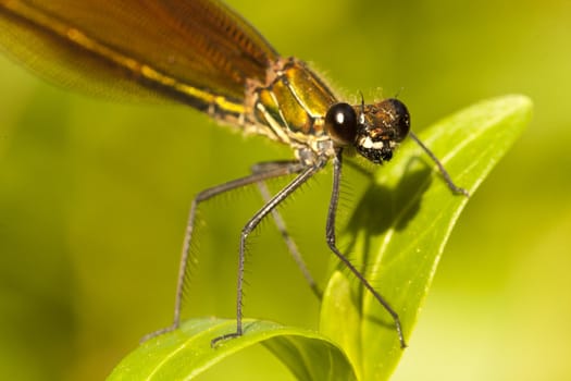 Close up view of a beautiful Copper Demoiselle insect on a plant.