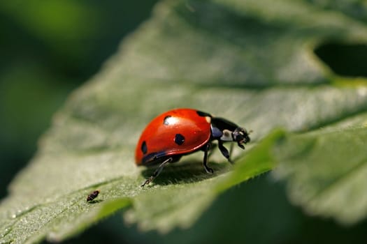 Close view of a ladybug insect on a green leaf.