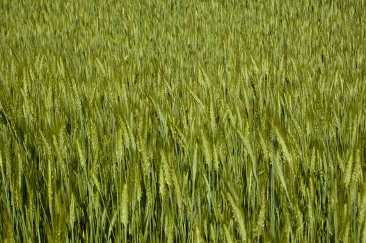 Shot of a field of green grain