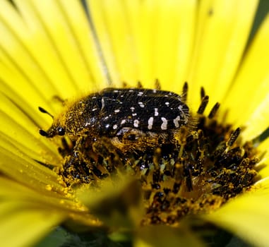 Closeup view of an bug full of pollen on the middle of a yellow flower