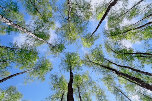 spring birches with new green leaves on sky background