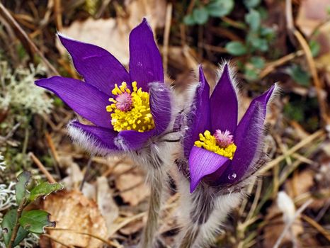 The first rare spring flower  - Pulsatílla pátens.