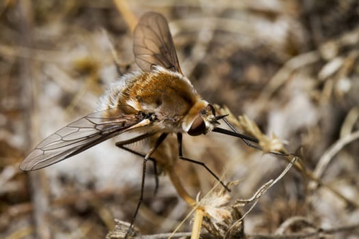 Close up view of the Bombyliidae Major bee fly.