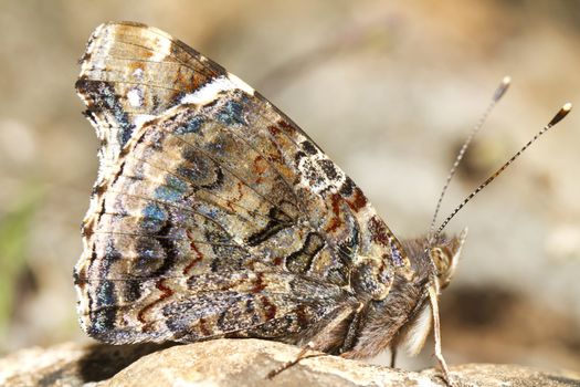 Close up view of the beautiful Painted Lady (Vanessa cardui) butterfly insect.