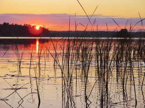 Pink sunset on cane summer lake