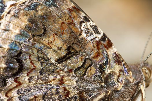 Close up view of the beautiful Painted Lady (Vanessa cardui) butterfly insect.