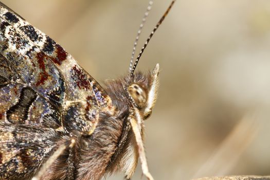 Close up view of the beautiful Painted Lady (Vanessa cardui) butterfly insect.