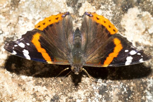 Close up view of the beautiful Painted Lady (Vanessa cardui) butterfly insect.