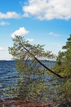 Pine inclined over lake water