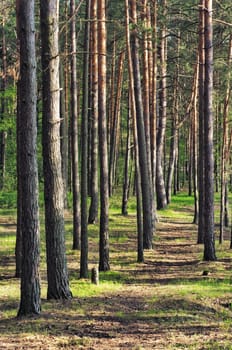 green grass path among sunlight shined pines