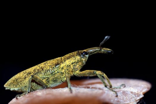 Macro view of a weevil insect isolated on a rock.