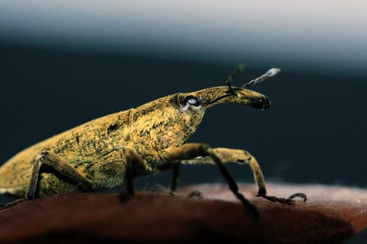 Macro view of a weevil insect isolated on a rock.