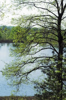 Green spring tree over blue lake