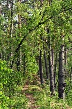 path among sunlight shined green trees
