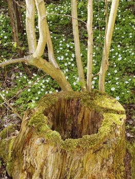 Piece of wood in spring grass and flowers
