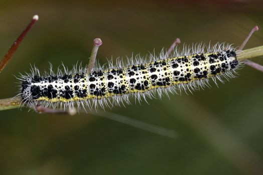 Macro view of the beautiful caterpillar of the cabbage.