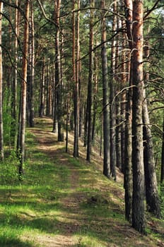 green grass path among sunlight shined pines