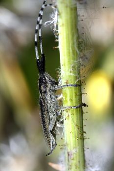 Macro view of a long horned beetle hanging on a plant.