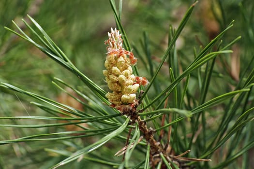 spring pine flower on prickly branch
