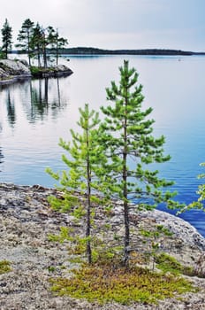 pines on rocky coast of lake