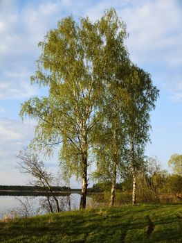 Spring birches on the coast of evening lake