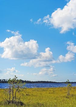 Marshy lake coast with small pines under the blue sky