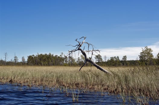 grey dry pine tree on grey-green marsh meadow near lake under blue sky