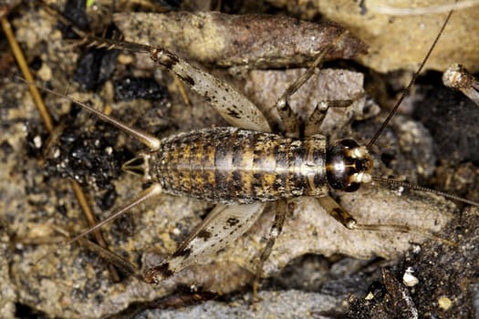 Close up view of a cricket beetle on the ground.