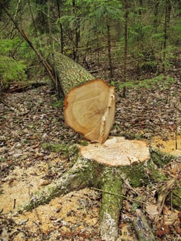 cut fur-tree in forest - stub and trunk