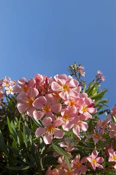 Many pink oleander flower isolated on a blue sky