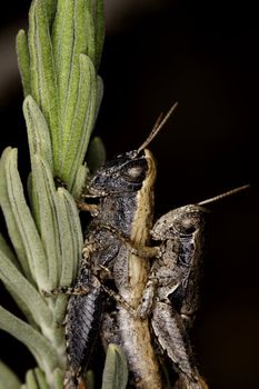 Close up view of two grasshoppers mating.